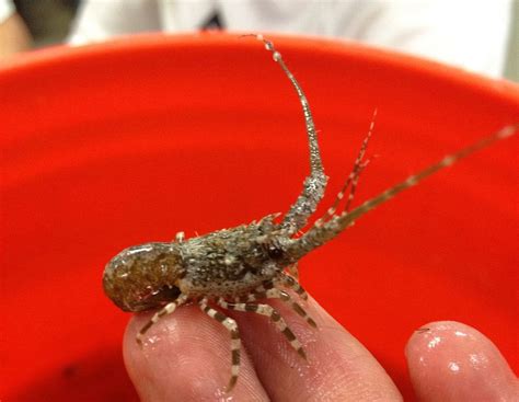 Baby spiny lobster. Photo by Florida Fish and Wildlife Research ...