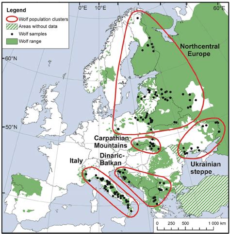 Map of European wolf distribution showing wolf samples (n = 177) and... | Download Scientific ...