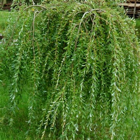 Salix integra Pendula Waterfall | Dwarf Weeping Willow