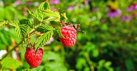 The Top 13 Raspberry Varieties to Grow in Zones 3-9 | Gardener’s Path