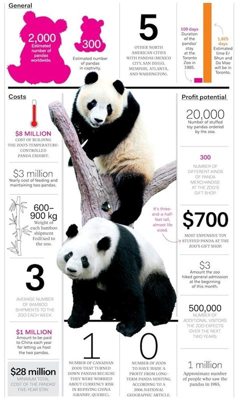 Panda Infographic | Panda facts, Panda, Happy panda