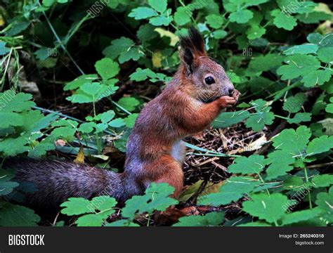 Eurasian Red Squirrel Image & Photo (Free Trial) | Bigstock