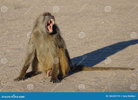 Male Baboon Yawning and Showing Us His Teeth Stock Photo - Image of ...