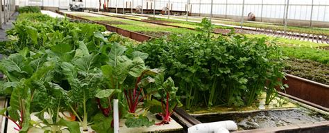 Studpac - Hydroponics & Aquaponics Farms: Let’s Get Deep into Aquaponics System