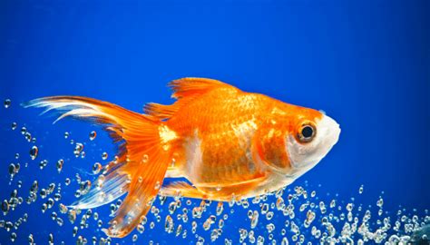 Goldfish Memory Span - How Long Is It? Myth Busted! - Aquarium Sphere