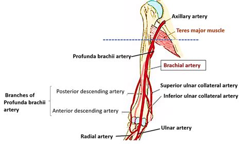 Arm - Anterior and Posterior Compartments - muscles of flexor and ...