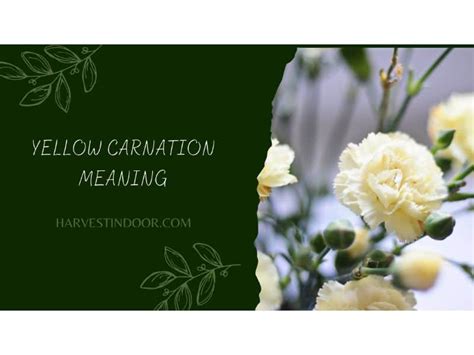 Yellow Carnation Meaning - Harvest Indoor