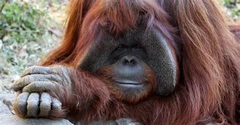 Chantek the orangutan who communicated in sign language has died