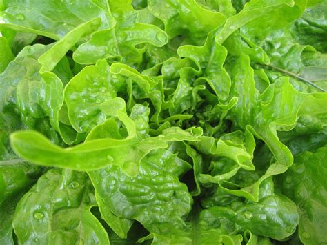 Oak Leaf Lettuce | A Gardener's Table