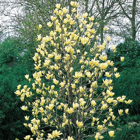 Yellow Bird Magnolia Tree – Green Thumbs Garden