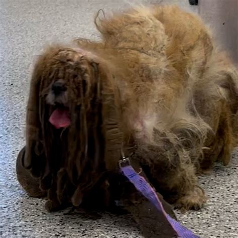 Video Dog with severely matted hair gets adopted after stunning haircut ...