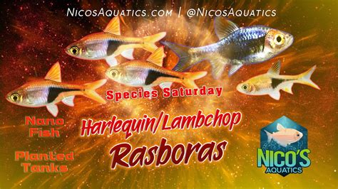 Species Saturday: Lambchop/Harlequin Rasbora - YouTube