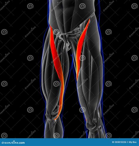 Sartorius Muscle Anatomy for Medical Concept 3D Illustration Stock ...