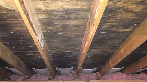 Attic Mold - Don't Ignore It - Call Us - Mold Removal Florida