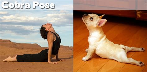 Funny Yoga Poses ~ SmileCampus