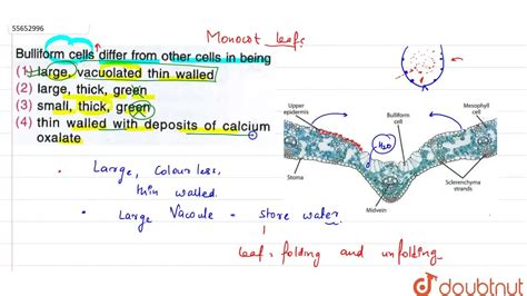 Bulliform cells from other cells in being