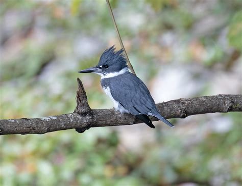 pewit: Belted Kingfisher