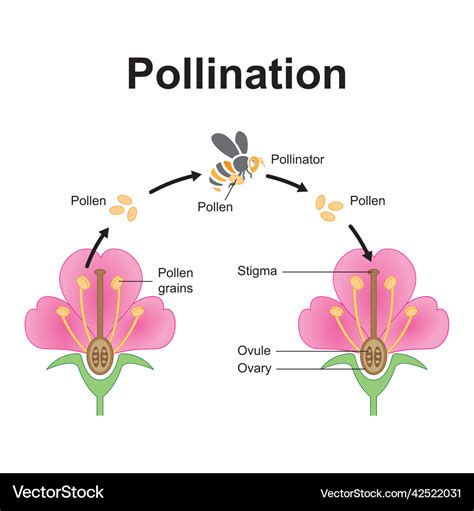 Pollination process Royalty Free Vector Image - VectorStock