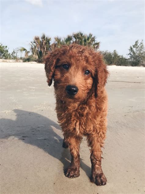 Curly red f1b mini goldendoodle puppy at the beach | Mini goldendoodle ...