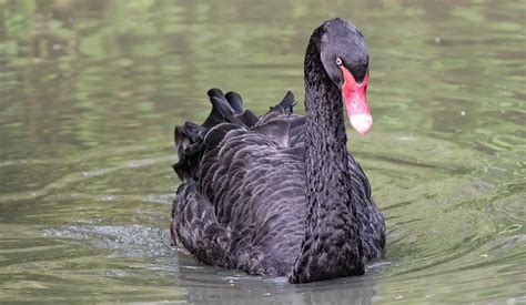 Black Swan | The Animal Facts | Appearance, Diet, Habitat, Reproduction