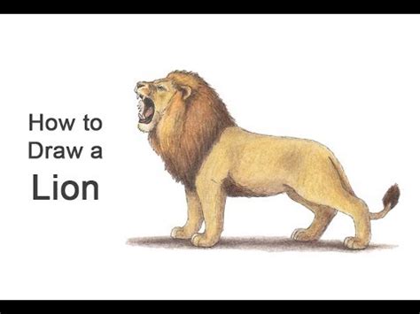 692 New Look How to sketch draw an easy lion cub standing up for wallpaper | Art Book for Sketch ...