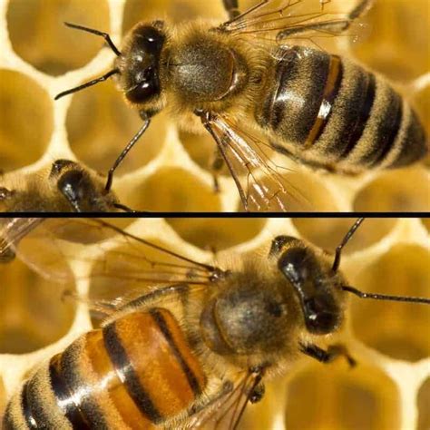 What are Best Types of Honey Bees? | Types of honey, Types of honey ...