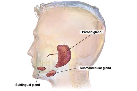 Salivary Glands Inside Lips | Lipstutorial.org