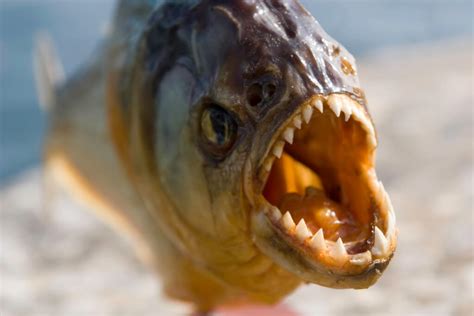 Piranha attacks on people: how river predators maim and even kill vacationers on the beaches of ...