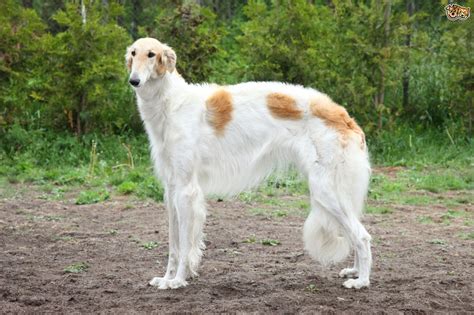 Learning more about sighthounds | Pets4Homes