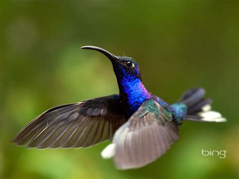 Costa Rica purple the knife-winged hummingbird-Bing Wallpaper Preview | 10wallpaper.com