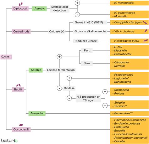 Helicobacter | Concise Medical Knowledge