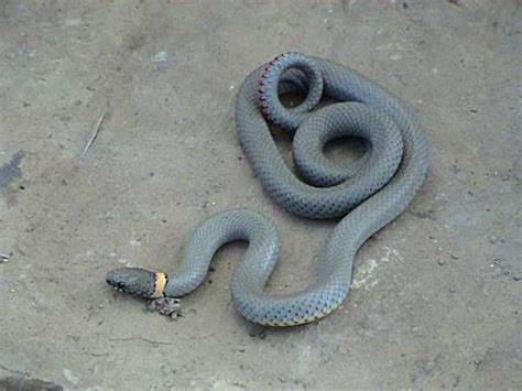 Ringneck Snake