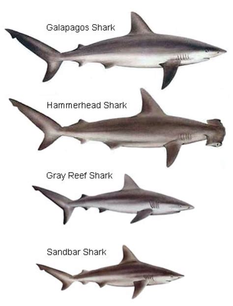 Sharks species identification chart. | Galapagos shark, Shark, Grey reef shark
