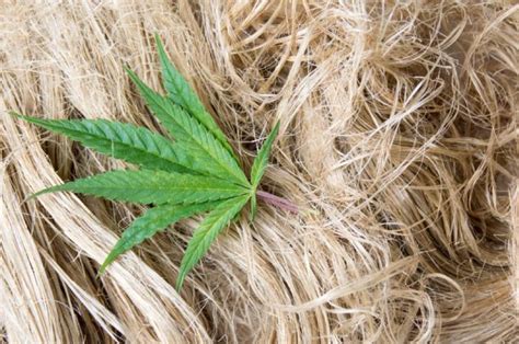 Know what exactly is Hemp? - A fiber, a drug, or a plant