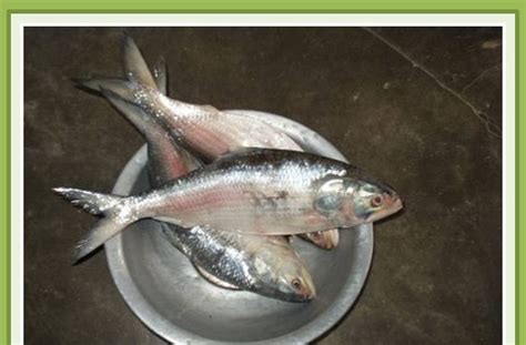 Bangladeshi culture: National fish of Bangladesh