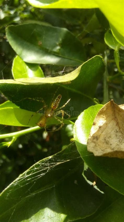 Spider in Its Natural Habitat Stock Image - Image of wild, natural: 144191567