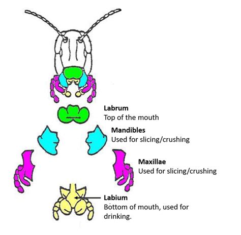 Tabanidae Mouthparts