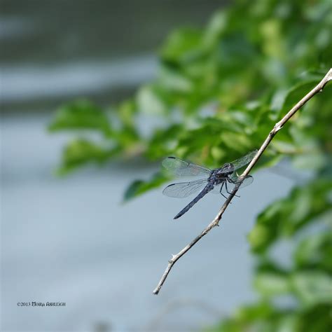 Black dragonfly by Mogrianne on DeviantArt