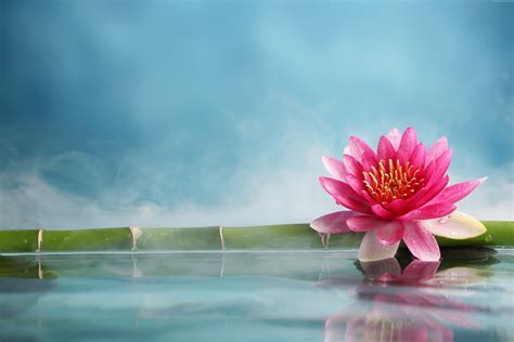 Lotus Wallpapers - Wallpaper Cave