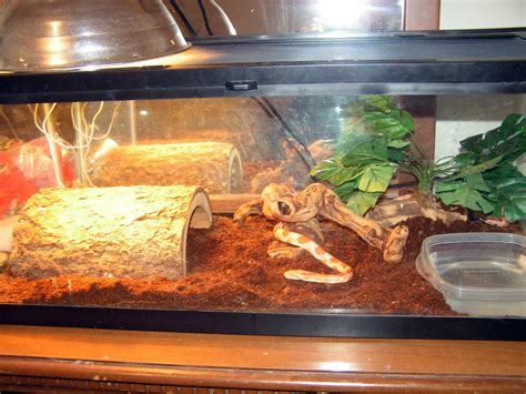 Corn Snake Terrarium Requirements | MyPetCareJoy