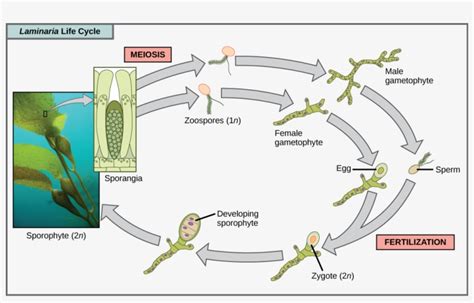 The Life Cycle Of The Brown Algae, Laminaria, Begins - Brown Algae Reproduction Cycle ...