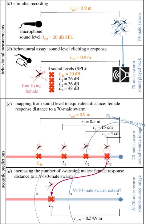 Steps to evaluate the distance a female mosquito can detect the sound ...