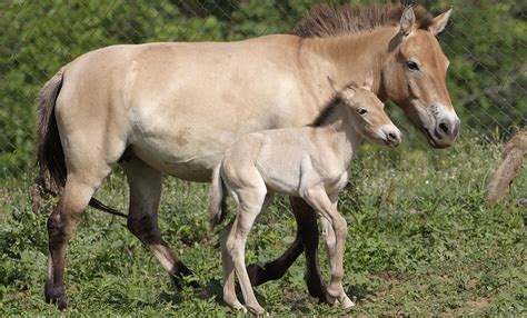 Przewalski's horse | Smithsonian's National Zoo