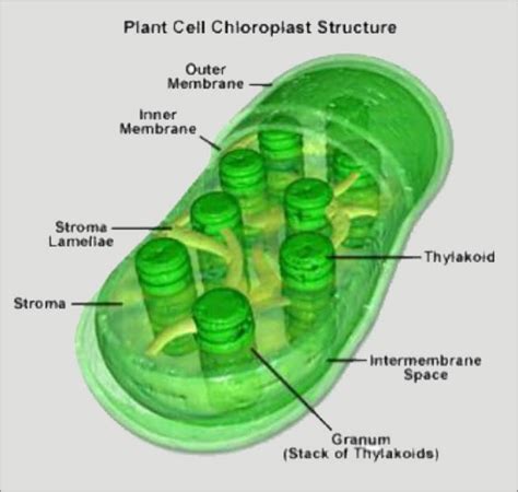 Chloroplasts | Definition