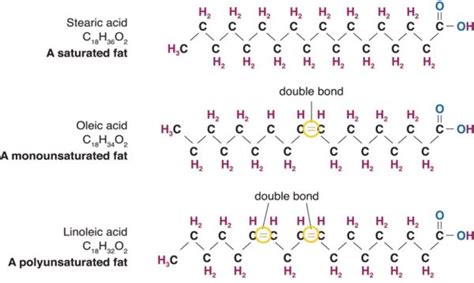 Saturated Fats: What You Need to Know - Medmunch