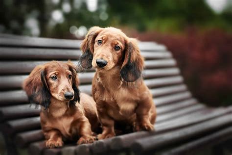 The Border Collie Dachshund Mix — Who’s The Smartest Hot Dog?