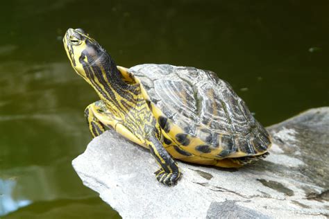 Kostenlose foto : Natur, Tier, Tierwelt, Zoo, Schildkröte, Reptil ...