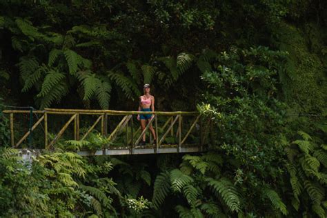 Ultimate Guide To Fanal Forest, Madeira: UNESCO World Heritage Site