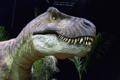 Meat-eating dinosaurs adopted highly specialized diets - UPI.com