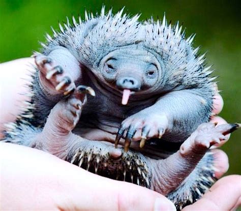 Long Beaked Echidna puggle | Echidna, Echidna puggle, Zoo babies